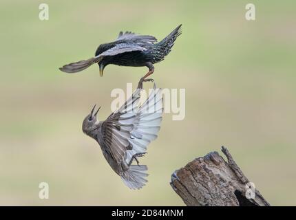 Adult and Young Starling, Sturnus vulgaris, Dispute, Lancashire, Großbritannien Stockfoto