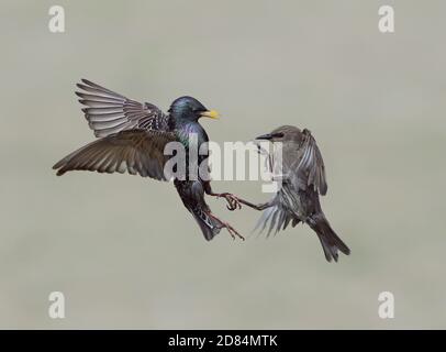 Adult and Young Starling, Sturnus vulgaris, Dispute, Lancashire, Großbritannien Stockfoto