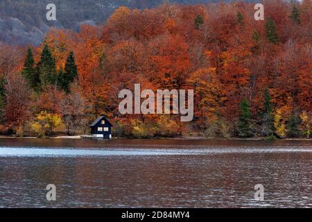 Ein mystischer nebliger Morgen über dem Bohinj-See im Herbst, mit sanftem Nebel, der an goldenen Bäumen vorbeischwebt, und den majestätischen Gipfeln der Julischen Alpen, Slowenien. Stockfoto