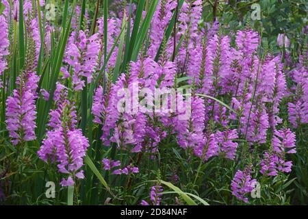 Gehorsame Pflanze (Physostegia virginiana). Auch Gehorsam und Falscher Dragonhead genannt Stockfoto