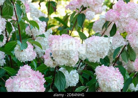 Hortensia paniculata 'Vanille Fraise'. Hortensia paniculata 'Renhy'. Hortensia paniculata 'HP100'. Hortensia paniculata 'Vanilla Fraise' Stockfoto