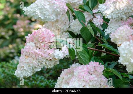 Hortensia paniculata 'Vanille Fraise'. Hortensia paniculata 'Renhy'. Hortensia paniculata 'HP100'. Hortensia paniculata 'Vanilla Fraise' Stockfoto