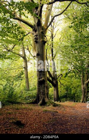 Buchenholz, Gnoll Estate, Neath, Neath Port Talbot, South Wales. Stockfoto