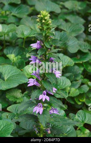 Blaue Kardinalblume (Lobelia siphilitica). Auch Great blue lobelia und Great lobelia genannt Stockfoto