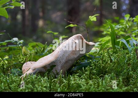 Der essbare Pilz Hydnum repandum im Fichtenwald. Bekannt als Holz-Igel. Im Moos wachsender Wildpilz. Stockfoto