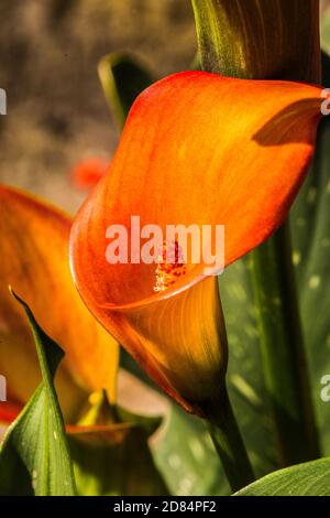 Meine orange Blume Raymond Boswell Stockfoto