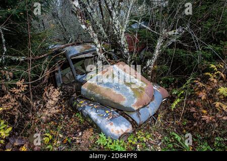 Rostige alte Timer in einem Holz versteckt Stockfoto