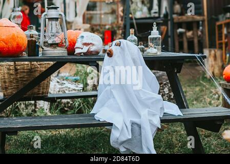 Ein Hund in einem Geisterkostüm auf der Veranda Ein Haus dekoriert, um eine Halloween-Party zu feiern Stockfoto