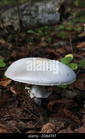 Giftige Amanita Virosa Pilzzucht im moosigen Wald. Stockfoto