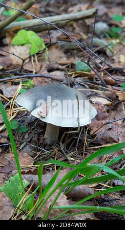 Tricholoma saponaceum, bekannt als der seifenduftende Toadstool, seifiger Ritter Stockfoto