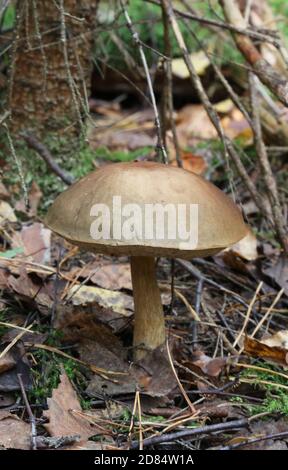 Schöne Birke leccinum Bolete im Herbstwald. Leccinum versipelle Pilz in Moos Flechten Stockfoto