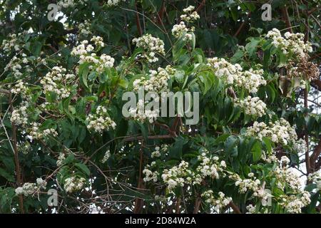 Baum der sieben Söhne (Heptacodium miconioides). Auch Sieben-Sohn-Blume genannt Stockfoto