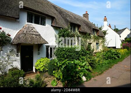 Typische malerische, uralte weiß gewaschene strohgedeckte Hütten in Dunster, Somerset Stockfoto