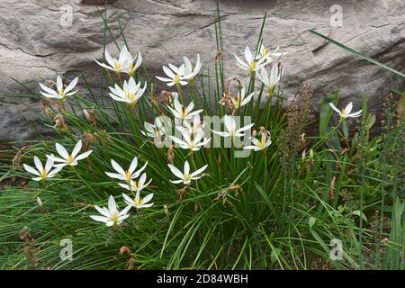 Atamasco Lilie (Zephyranthes atamasco) Stockfoto