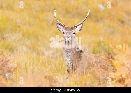 Rothirsch (Cervus elaphus) Durch langes Gras im Herbst bei Glen Etive Scotland Stockfoto