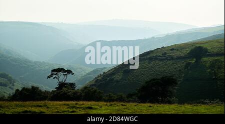 Exmoor Valley Blick über ein grünes Tal mit einem Einzelner Baum im Vordergrund Stockfoto