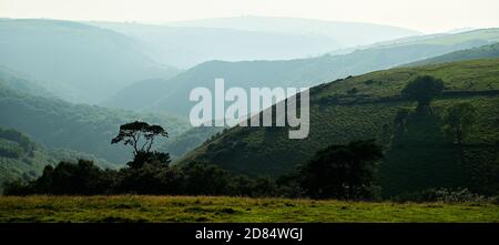 Exmoor Valley Blick über ein grünes Tal mit einem Einzelner Baum im Vordergrund Stockfoto