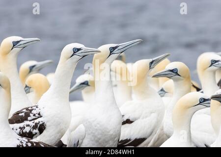 Eine Kolonie der Seevögel (Morus bassanus) auf der Insel Noss, Shetland Stockfoto