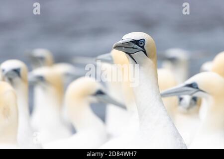 Eine Kolonie der Seevögel (Morus bassanus) auf der Insel Noss, Shetland Stockfoto