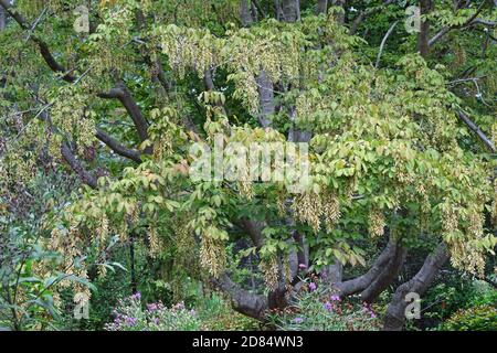 Henrys Ahornbaum mit Samen (Acer henryi) Stockfoto