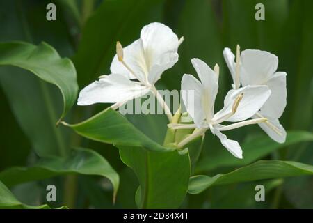 Weiße Ingwerlilie (Hedychium coronarium). Auch Weiße Girlande-Lilie genannt Stockfoto