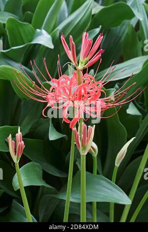 Rote Spinnenlilie (Lycoris radiata). Genannt Surprise Lily, Hell Flower, Red Magic Lily und Equinox Blume auch Stockfoto