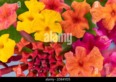 Lantana camara sanguinea, Familie der Verbenaceae. Es ist eine mediterrane Gartenpflanze sehr geschätzt für die Menge der Blumen bietet es uns und für die Stockfoto