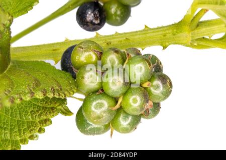 Beeren von Lantana camara sanguinea, Familie der Verbenaceae. Es ist eine mediterrane Gartenpflanze sehr geschätzt für die Menge der Blumen bietet es uns eine Stockfoto