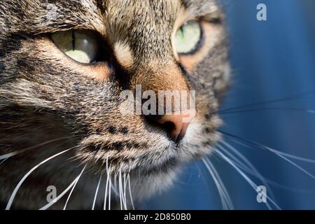 Nahaufnahme Porträt einer Tabby-Katze in der Sonne Stockfoto