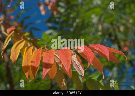 Paralleler Zweig des Sumac-Baumes mit gelben, orangefarbenen und roten länglichen Blättern, die auf einem Hintergrund von verschwommenem grünem Laub und blauem Himmel hängen. Stockfoto