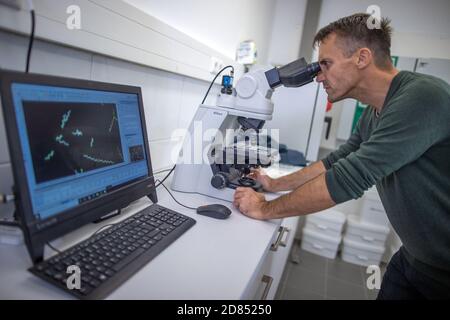 Neustadt Glewe, Deutschland. Oktober 2020. Der Biologe Jörg Ullmann untersucht das Wachstum der Blaualge Spirulina unter dem Mikroskop. In einer der größten Algenfarmen Europas werden Algen für die Lebensmittelindustrie in tropisch warmen Wasserbecken mit einem Gesamtvolumen von 600,000 Litern angebaut. Die Dr. Eberhard Bioenergie GmbH & Co. Kg bereitet den Schritt vom Piloten zur industriellen Algenproduktion in den ehemaligen Gewächshäusern vor. Quelle: Jens Büttner/dpa-Zentralbild/ZB/dpa/Alamy Live News Stockfoto