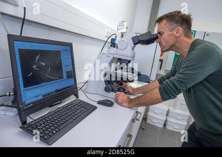 Neustadt Glewe, Deutschland. Oktober 2020. Der Biologe Jörg Ullmann untersucht das Wachstum der Blaualge Spirulina unter dem Mikroskop. In einer der größten Algenfarmen Europas werden Algen für die Lebensmittelindustrie in tropisch warmen Wasserbecken mit einem Gesamtvolumen von 600,000 Litern angebaut. Die Dr. Eberhard Bioenergie GmbH & Co. Kg bereitet den Schritt vom Piloten zur industriellen Algenproduktion in den ehemaligen Gewächshäusern vor. Quelle: Jens Büttner/dpa-Zentralbild/ZB/dpa/Alamy Live News Stockfoto