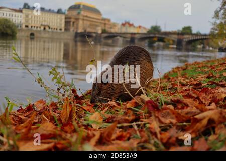 Brown Wet Furry Coypu auch Nutria genannt am Flussufer der Moldau in Prag während der Herbstsaison. Myocastor coypus ist ein semiaquatisches Nagetier. Stockfoto