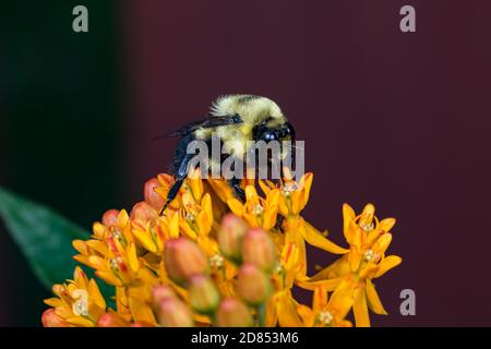 Nahaufnahme von gewöhnlicher östlicher Bumble Bee auf Asclepias tuberosa milkweed, Butterflyweed, Wildflower. Konzept des Insekten- und Wildtierschutzes, Lebensraum Stockfoto