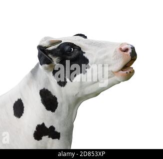 Kuh-Porträt Nahaufnahme isoliert auf weiß. Witziger süßer schwarz-weiß gefleckter Kuhkopf isoliert auf Weiß. Nutztiere Stockfoto