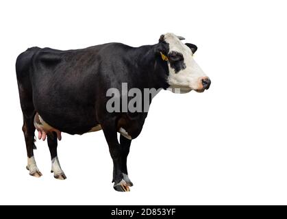 Schwarz-weiße Kuh in voller Länge isoliert auf weiß gefleckt. Kuh Nahaufnahme. Nutztiere Stockfoto