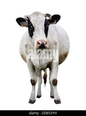 Schwarz-weiße Kuh in voller Länge isoliert auf weiß gefleckt. Kuh Nahaufnahme. Nutztiere Stockfoto