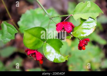 American Strawberry in South Carolina Stockfoto