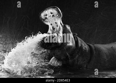 Wütend Nilpferd, Hippo zeigt Dominanz mit einem breiten offenen Mund, während Spritzwasser in schwarz und weiß. Bildende Kunst. Hippopotamus amphibius. Stockfoto