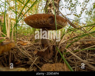 Pilz namens leccinum, essbar, in der natürlichen Umgebung. Selektiver Fokus Stockfoto