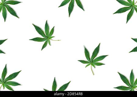 Hanf oder Cannabisblatt isoliert auf weißem Hintergrund. Draufsicht, flach liegend. Musterhintergrund mit grünen Blättern. Pflanzliche alternative Medizin und Cannabis Stockfoto