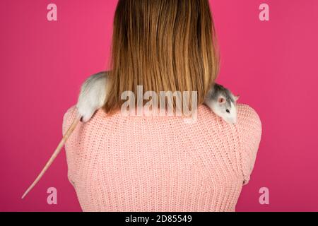 Zwei lustige graue Ratten sitzen auf den weiblichen Schultern. Haustierpflegekonzept. Stockfoto