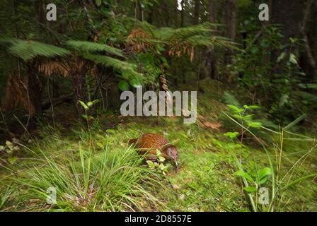 WEKA (Gallirallus australis), Waldsuche, Ulva Island, Neuseeland Stockfoto