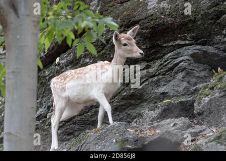 Damhirsch Weibchen im Wald (Dama dama) Stockfoto