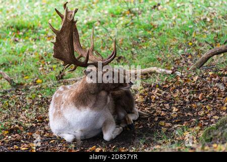 Ein männlicher Damhirsch (Dama dama) sitzt Stockfoto