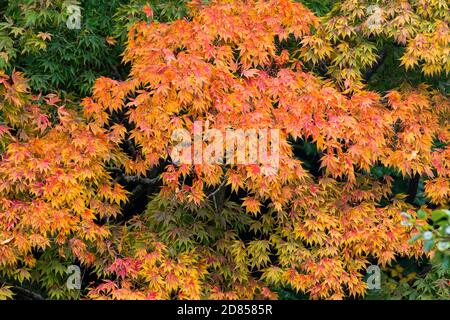 Autumnal acers Stockfoto