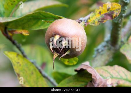 Die Frucht einer gemeinen Mispel (Mespilus germanica) Stockfoto