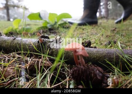 Futter im Wald in Gummistiefeln, im Vorgrund wachsende Betrüger-Pilze. New Forest, Hampshire, England, Großbritannien Stockfoto