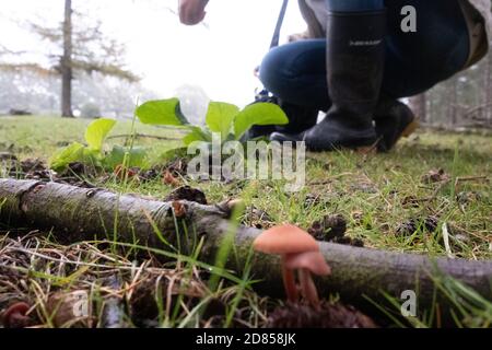 Futter im Wald in Gummistiefeln, im Vorgrund wachsende Betrüger-Pilze. New Forest, Hampshire, England, Großbritannien Stockfoto