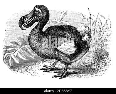 Der Dodo (Raphus cucullatus) ist ein ausgestorbener, etwa 1 Meter hoher, fluguntauglicher Vogel, der auf der Insel Mauritius, östlich von Madagaskar im Indischen Ozean, endemisch war. Erstmals 1598 von holländischen Seeleuten aufgezeichnet, wurde es in den folgenden Jahren von Seeleuten und invasiven Arten gejagt, während sein Lebensraum zerstört wurde. Die letzte weithin akzeptierte Sichtung eines Dodo war im Jahr 1662. Stockfoto